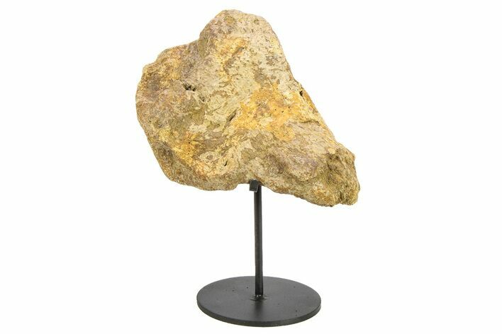 Fossil Dinosaur Skull Section w/ Metal Stand - South Dakota #294892